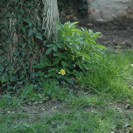 Oaza De Verdeata Pensjonat Vama Veche