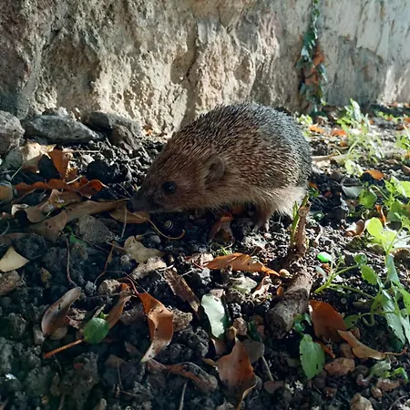 Oaza De Verdeata Pensjonat