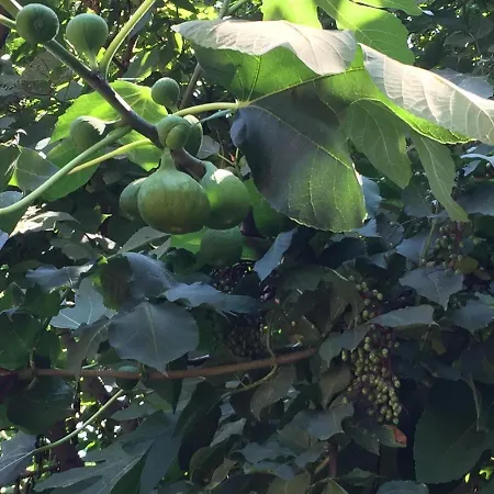 ゲストハウス Oaza De Verdeata 4*