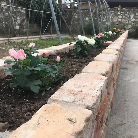 ゲストハウス Oaza De Verdeata ヴァマ・ヴェケ